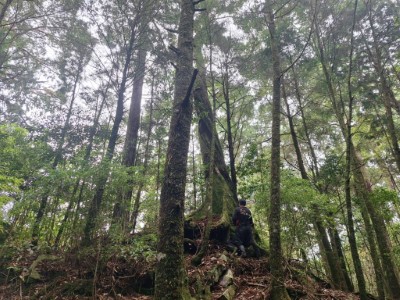 森林浴步道危木現勘