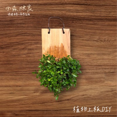 圖7.2025回森林家_上板植物手作DIY(林業保育署新竹分署提供)