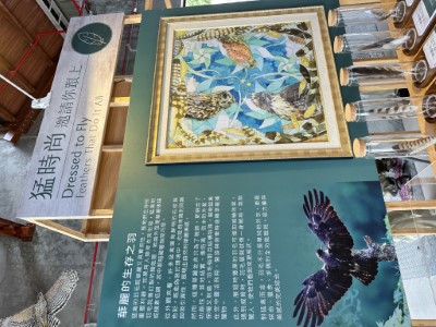 猛禽身上的羽毛兼具識別求偶與保暖生存的功用