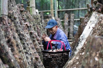 阿里山十字社區林農用心栽培林下經濟段木香菇