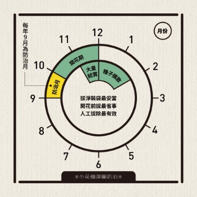 花蔓澤蘭防治月小技巧