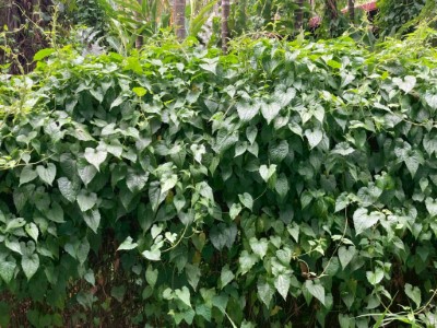 小花蔓澤蘭覆蓋綠籬