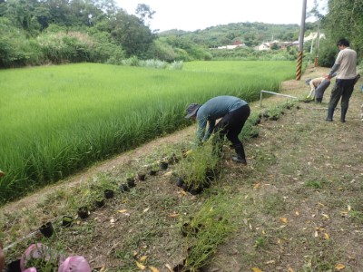 圖片2新竹分署、林業試驗所與在地團體合作，運用珍稀植物推動農田田埂綠化(林業保育署新竹分署提供)