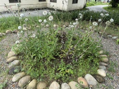 圖片5原生珍稀植物開花姿態美麗，非常適合作為景觀營造，打造在地遊程亮點(林業保育署新竹分署提供)