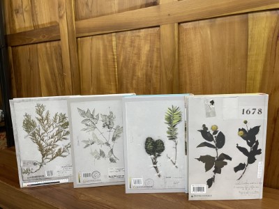 隨著溫度而改變顏色植物標本圖像