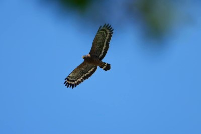 東勢林業文化園區出現的大冠鷲(社團法人台灣野鳥協會提供)
