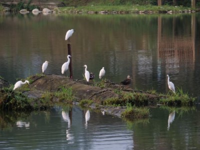 東勢林業文化園區出現的花嘴鴨與鷺鷥(社團法人台灣野鳥協會提供)