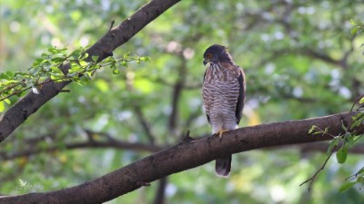 東勢林業文化園區出現的鳳頭蒼鷹(社團法人台灣野鳥協會提供)