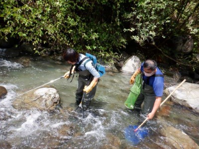 轄區溪流魚類調查情形