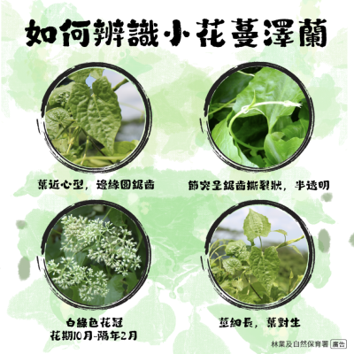 2、如何辨識小花蔓澤蘭