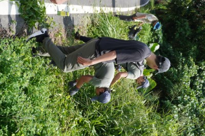 民眾合力移除小花蔓澤蘭2