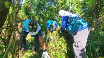炎熱的天氣不減大家保護山林的熱情，一同盡心盡力剷除小花蔓澤蘭。