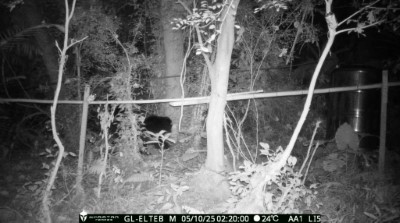 即時相機於凌晨拍攝到黑熊中陷阱，隨即出動醫療人員掌握救援時間。