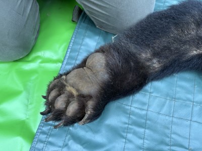 黑熊左前肢，因即時救援故無腫脹及外傷。