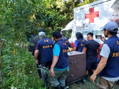 黑熊救援小組將黑熊運送上醫療車，準備運送至森林野放。