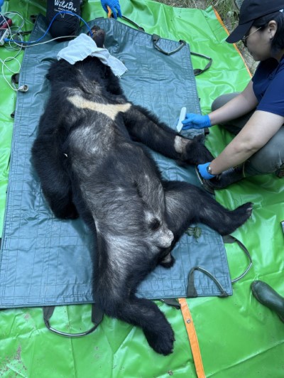 黑熊麻醉後進行外觀檢查，無外傷，體態偏瘦但健康良好，為78公斤的成年公熊。