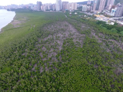 紅樹林自然保留區空拍照-台灣濕地學會攝影