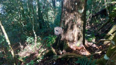 鄒族獵人野外架設自動相機監測動物