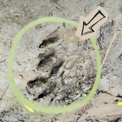 親近大地，尋找動物的生存蹤跡