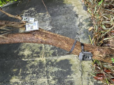 透過自動相機，捕捉保安林中野生動物的身影