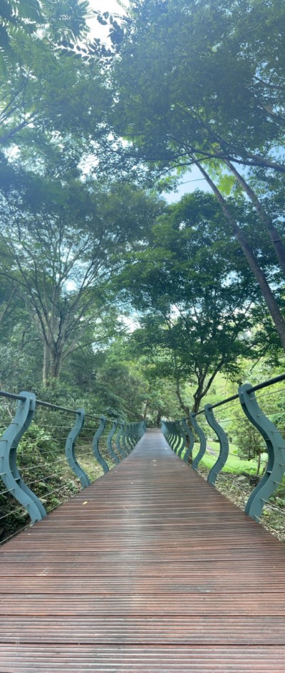 八仙山國家森林遊樂區木棧道(照片：林業及自然保育署臺中分署)