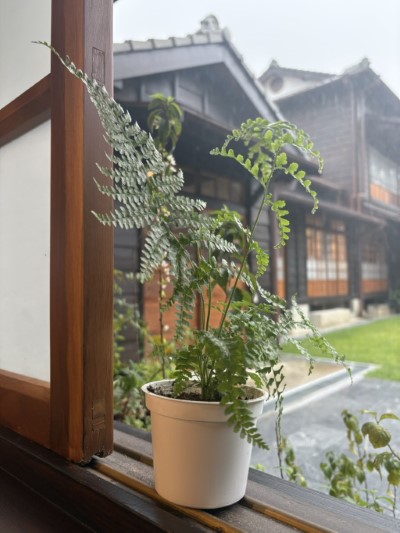 臺中分署於營林所臺中出張所宿泊所展售原生蕨類「粗毛鱗蓋蕨」