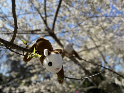 白面鼯鼠啪啪圈，可以貼在手臂或機車後座，是上班通勤的療癒小夥伴