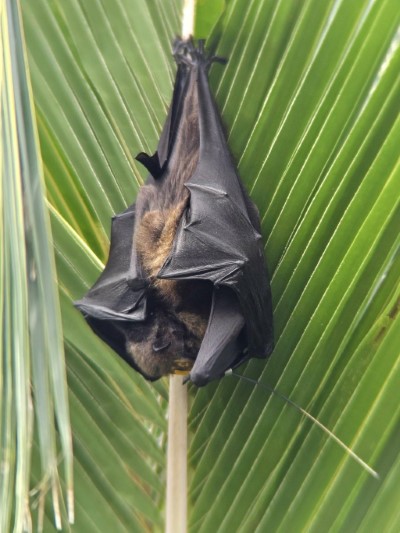 一對臺灣狐蝠母子白天倒掛在可可椰子子葉片上(范力仁提供)
