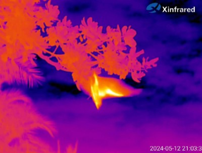 夜間以熱像儀觀察狐蝠行為(范力仁提供)