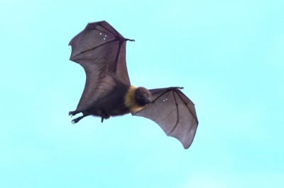 臺灣狐蝠(沈錦豐老師攝)