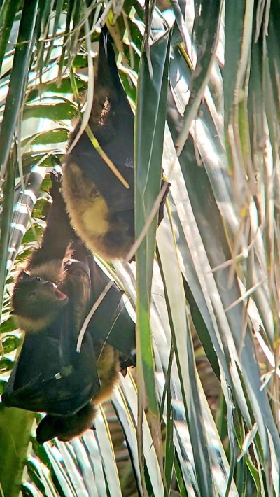 難得觀察到育幼中的雌蝠與另一隻雄蝠共棲一樹(范力仁提供)