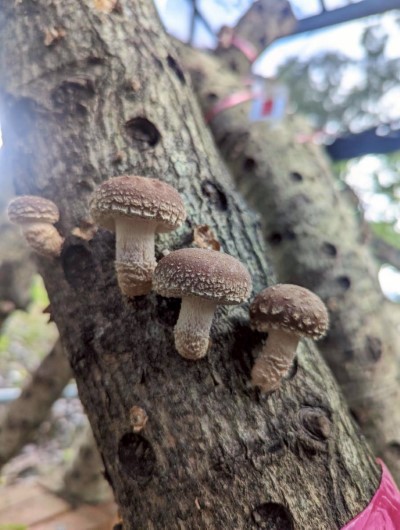 屏東分署林下經濟段木香菇場域及段木出菇