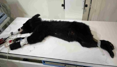 初步檢查黑熊健康狀況尚可，但體態消瘦。