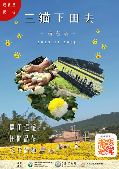 圖1、三貓下田去杭菊篇活動海報(火炎山生態教育館提供)