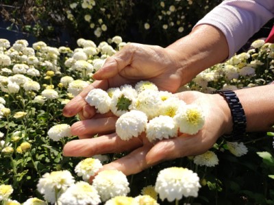 圖2、採收杭菊撲鼻香味(火炎山生態教育館提供)