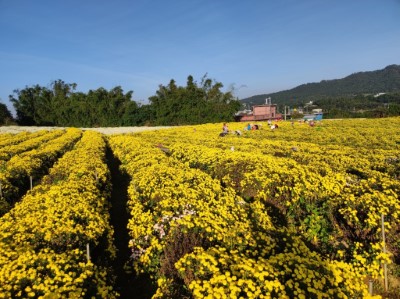 圖3、過往九湖社區杭菊田實景(火炎山生態教育館提供)