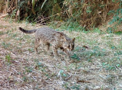 圖一、石虎於合作農友田區活動。(新竹分署提供)