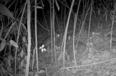 圖二、石虎於合作農友田區活動。(新竹分署提供)