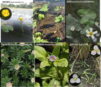 圖四、桃園稀有水生植物各具特色，透過平台會議媒合校園場域推廣