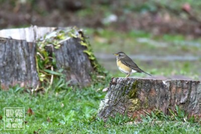 03_隨著東北季風南下，屬於冬候鳥的白眉鶇悄悄現身觀霧。快來跟我們一起找找看，觀霧還能發現哪些鶇鶇家族成員呢？（森之形自然教育團隊提供；陳柏璋攝影）