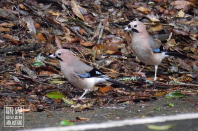 05_晨起的松鴉正在食用森氏櫟的種子。用望遠鏡輔助，可以欣賞翅膀上亮藍色的斑紋，非常美麗。（森之形自然教育團隊提供；劉謹毓攝影）