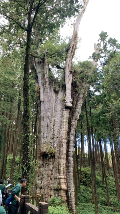遊園服務站點新增水山療癒步道站、縣定古蹟阿里山貴賓館站，提供遊客更多遊程組合選擇