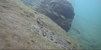 有效提供魚類良好棲地