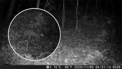 林業保育署嘉義分署與嘉義縣鄒族獵人協會及屏東科技大學合作，日前以紅外線自動相機在阿里山鄉里佳部落周邊國有林地拍攝到石虎