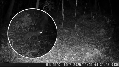 本次石虎發現位置海拔達1752公尺，創嘉南地區最高海拔發現紀錄