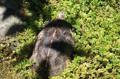 石碇永安里民協助巡護發現的食蛇龜(照片邱海鳴攝影)
