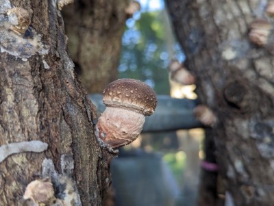段木香菇子實體生長型態良好