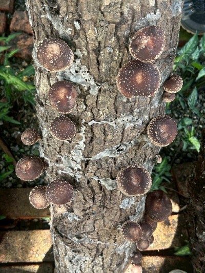 段木香菇發菇數量顯著提升