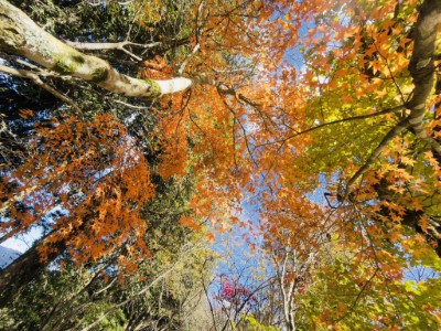 收費站楓紅景致_宋源琦攝