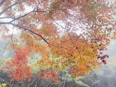 朦朧中的絢麗楓紅_宋源琦攝